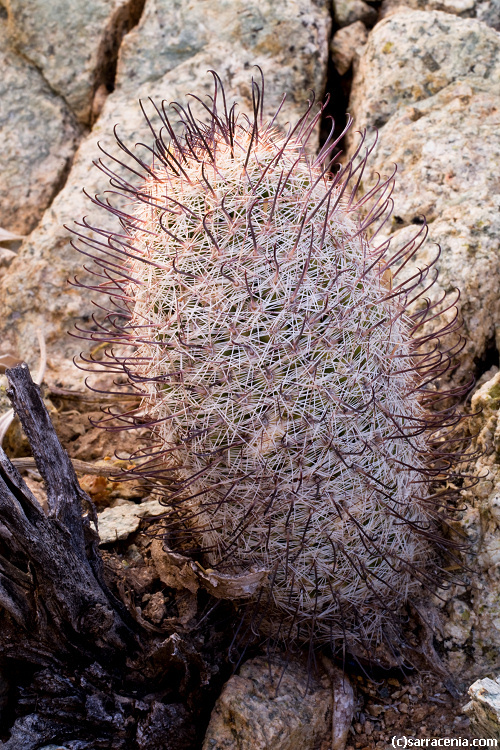 Image de Mammillaria grahamii Engelm.