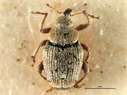 Image of Minute Seed Weevils