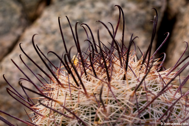 Image de Mammillaria grahamii Engelm.