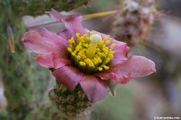 Imagem de Cylindropuntia ramosissima (Engelm.) F. M. Knuth