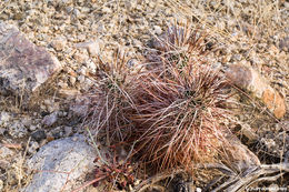 Image de Echinocereus engelmannii (Parry ex Engelm.) Lem.