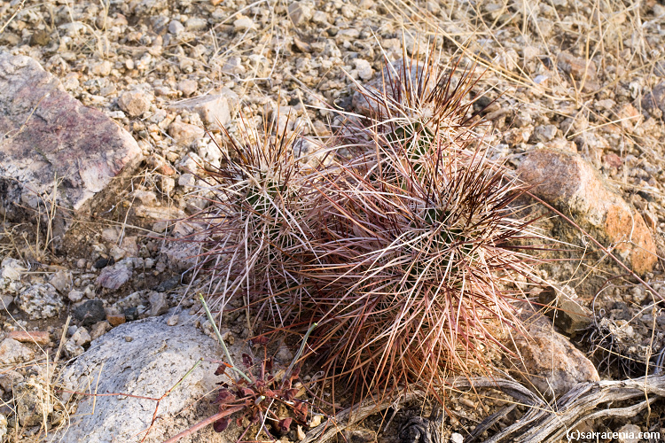 Image of Engelmann's hedgehog cactus