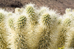 Image of teddybear cholla