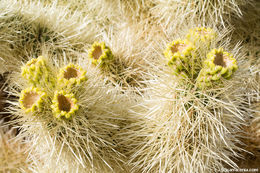 Image of teddybear cholla