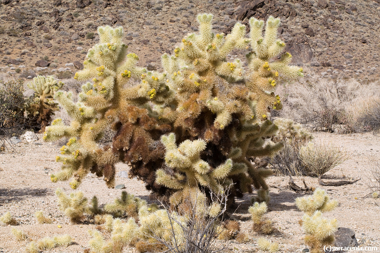 Image of teddybear cholla