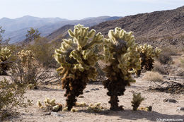 Image of teddybear cholla