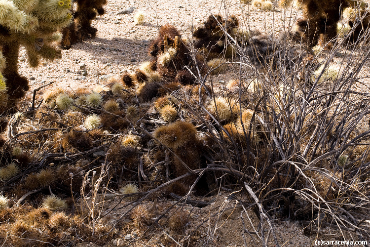 Image of teddybear cholla