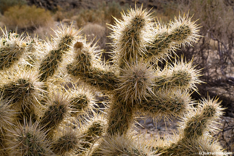 Image of teddybear cholla