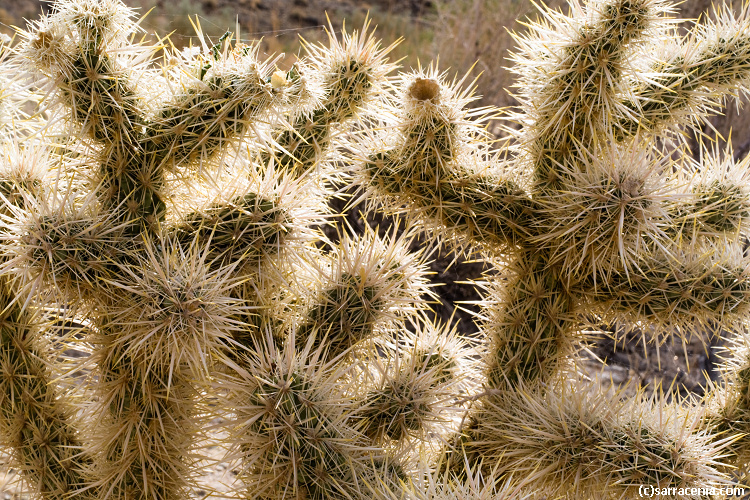 Image of teddybear cholla