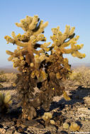 Image of teddybear cholla