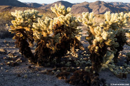 Image of teddybear cholla