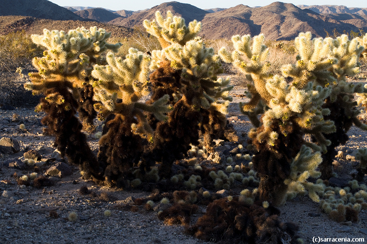 Image of teddybear cholla