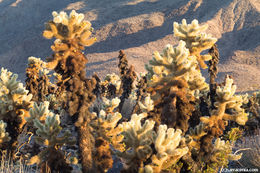 Image of teddybear cholla