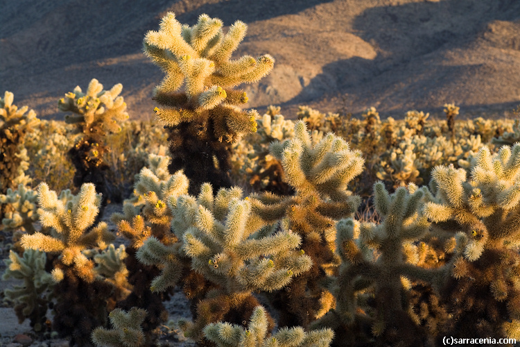 Image of teddybear cholla