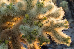 Image of teddybear cholla