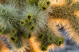 Image of teddybear cholla