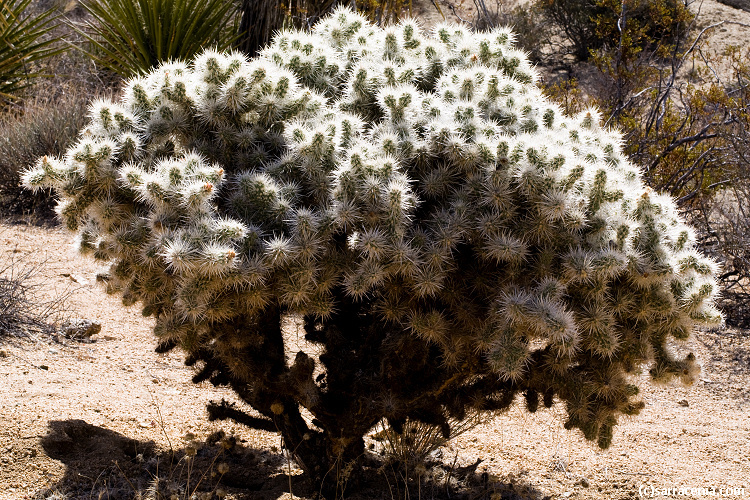 Image of Wiggins' cholla