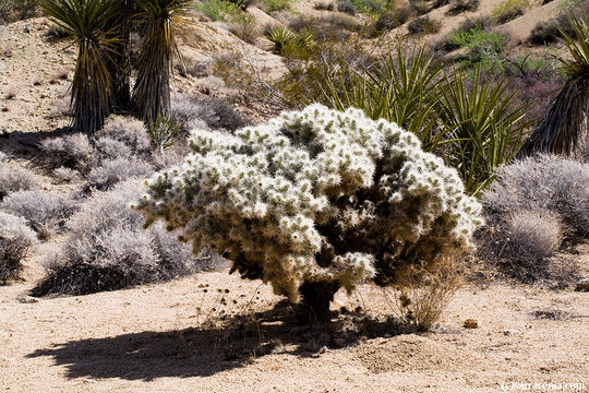 Image of Wiggins' cholla