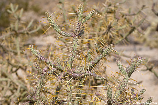 Imagem de Cylindropuntia ramosissima (Engelm.) F. M. Knuth