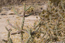 Imagem de Cylindropuntia ramosissima (Engelm.) F. M. Knuth