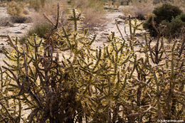 Imagem de Cylindropuntia ramosissima (Engelm.) F. M. Knuth