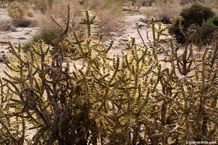 Imagem de Cylindropuntia ramosissima (Engelm.) F. M. Knuth