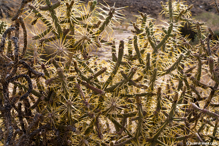 Imagem de Cylindropuntia ramosissima (Engelm.) F. M. Knuth