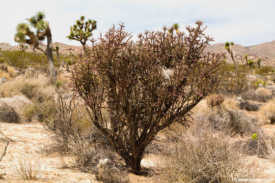 Imagem de Cylindropuntia ramosissima (Engelm.) F. M. Knuth