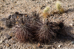 Image of Engelmann's hedgehog cactus