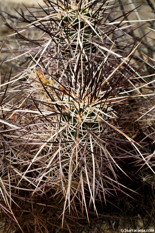 Image of Engelmann's hedgehog cactus