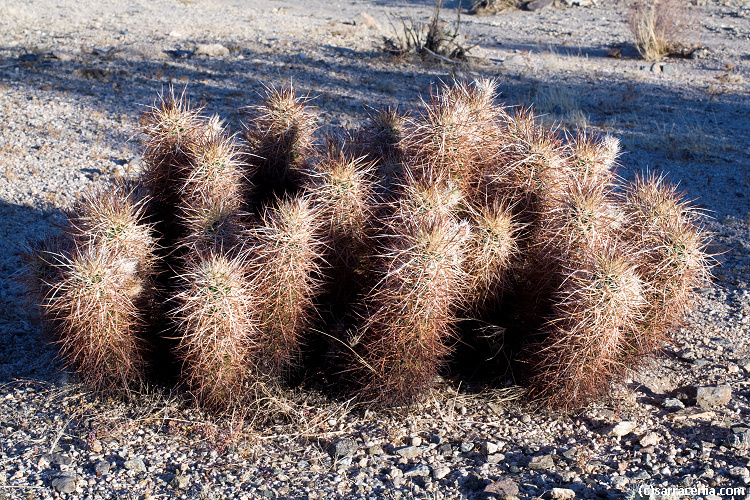 Image of Engelmann's hedgehog cactus