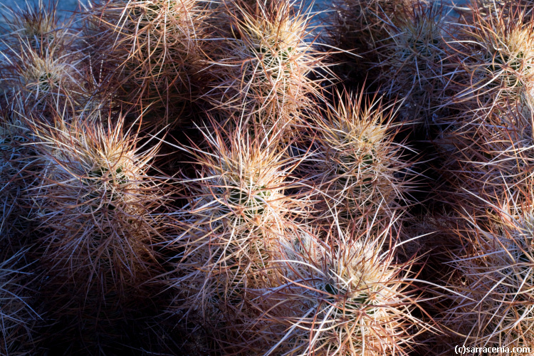 Image of Engelmann's hedgehog cactus