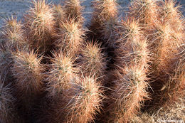 Image de Echinocereus engelmannii (Parry ex Engelm.) Lem.