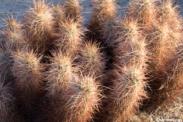 Image of Engelmann's hedgehog cactus