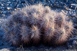 Image of Engelmann's hedgehog cactus