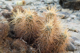 Image of Engelmann's hedgehog cactus