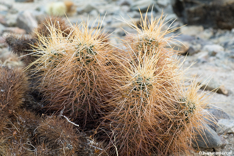 Image de Echinocereus engelmannii (Parry ex Engelm.) Lem.