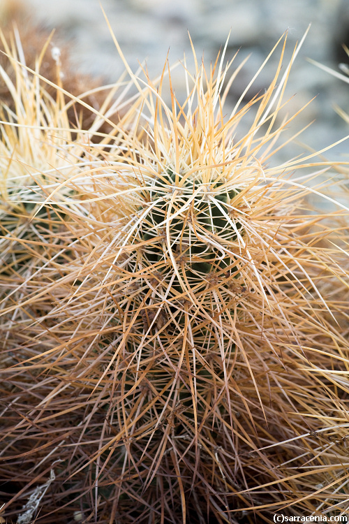 Image of Engelmann's hedgehog cactus