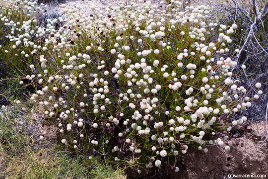 Imagem de Eriogonum fasciculatum var. flavoviride Munz & I M. Johnst.