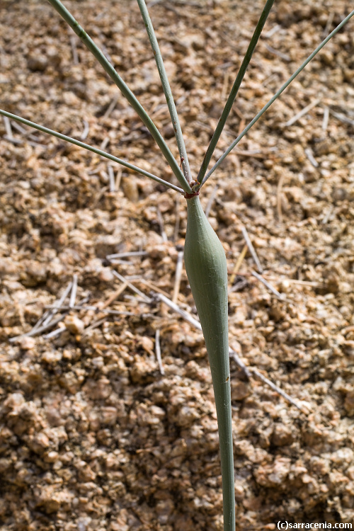 Image of desert trumpet