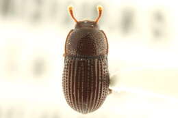 Image of Phrenapatinae Solier 1834
