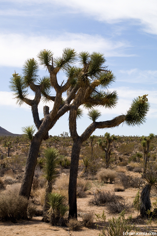 Image of Joshua tree