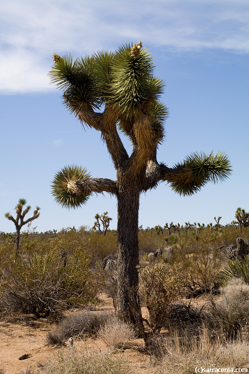 Image of Joshua tree