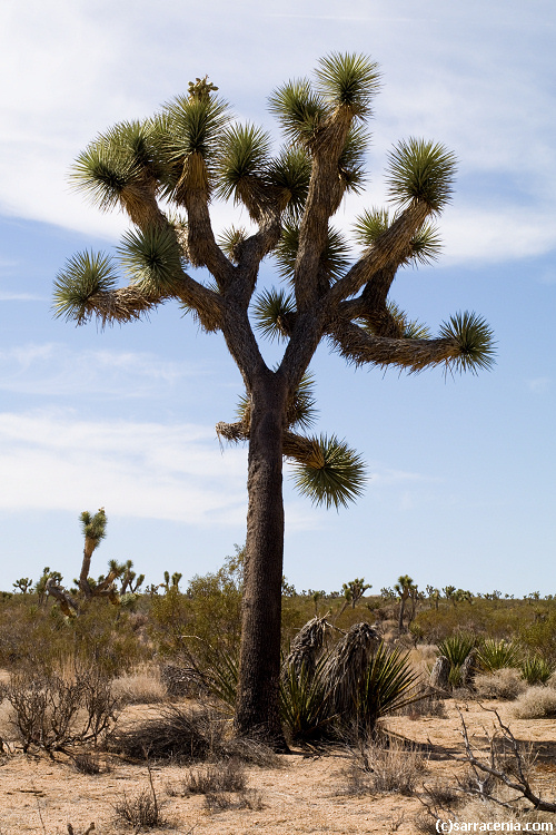 Image of Joshua tree