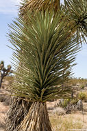 Image of Joshua tree