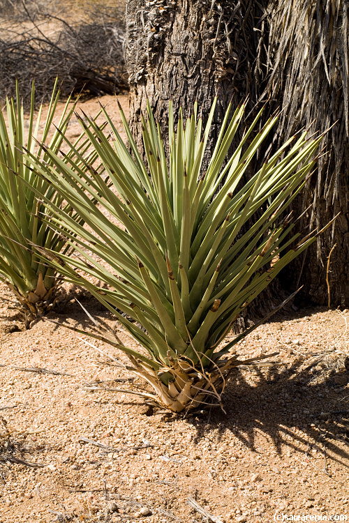 Image of Joshua tree