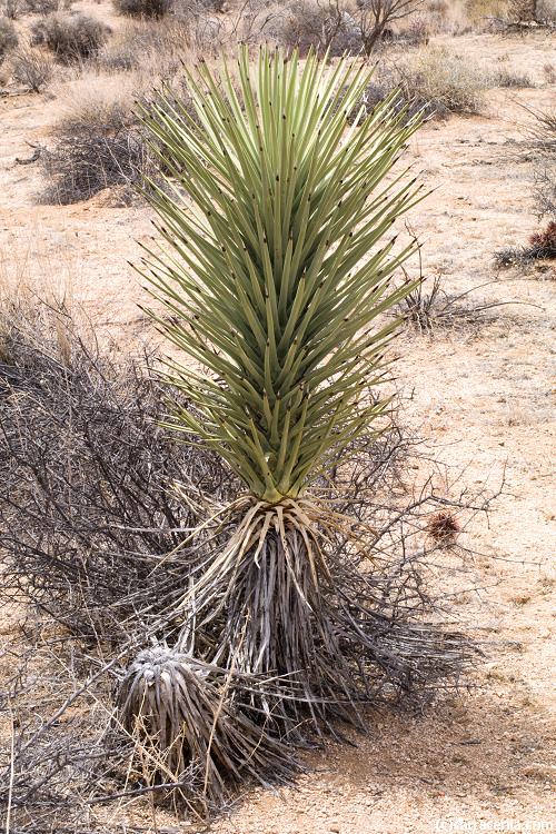 Image of Joshua tree