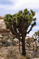 Image of Joshua tree