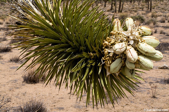 Слика од Yucca brevifolia Engelm.