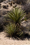 Image of Mojave yucca